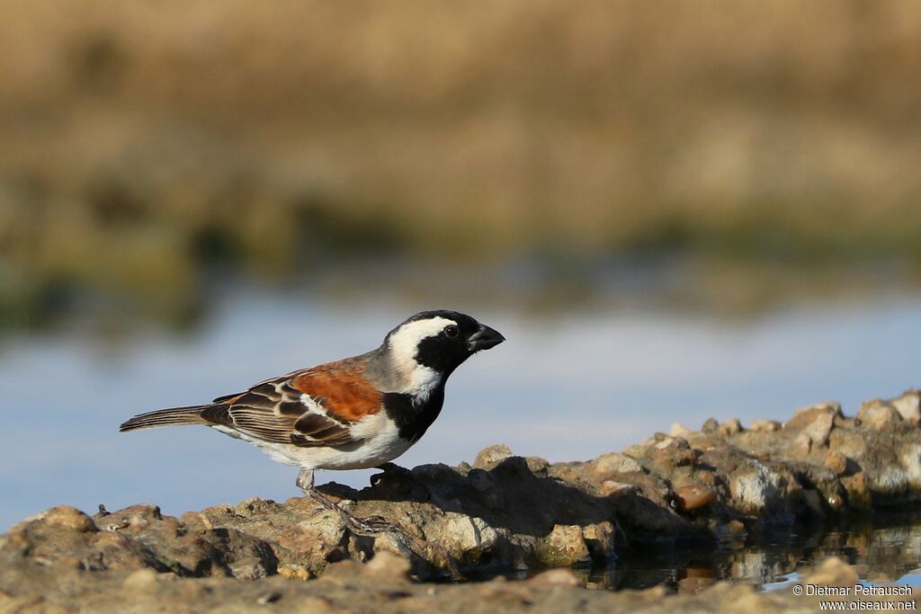 Cape Sparrow male adult