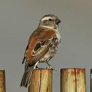 Cape Sparrow