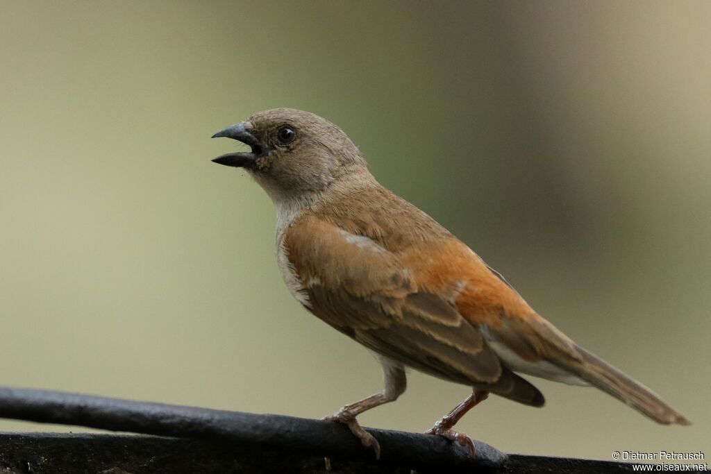 Moineau sud-africainadulte