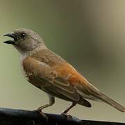 Southern Grey-headed Sparrow