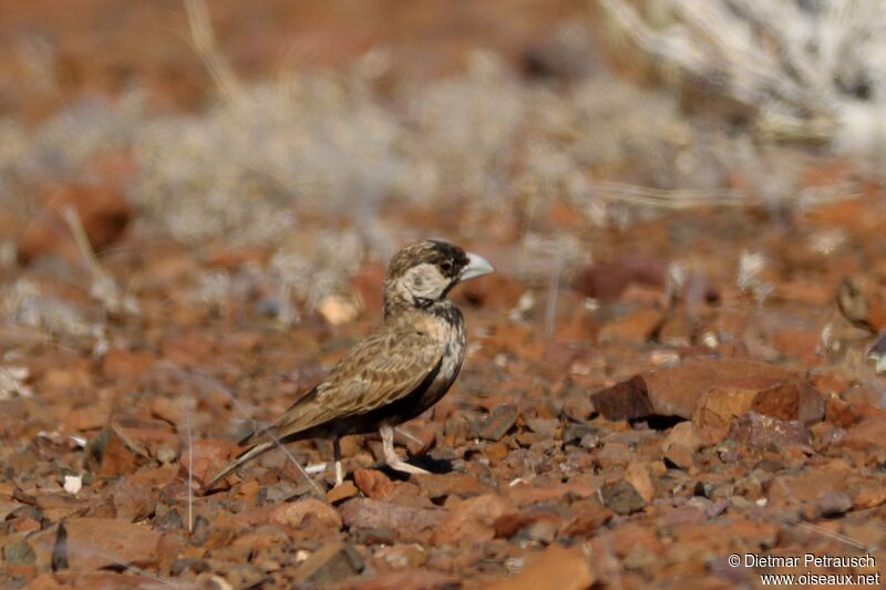 Grey-backed Sparrow-Larkadult post breeding