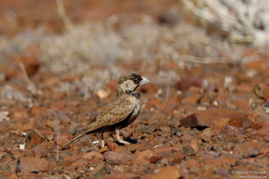 Grey-backed Sparrow-Larkadult post breeding