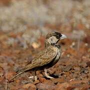 Grey-backed Sparrow-Lark