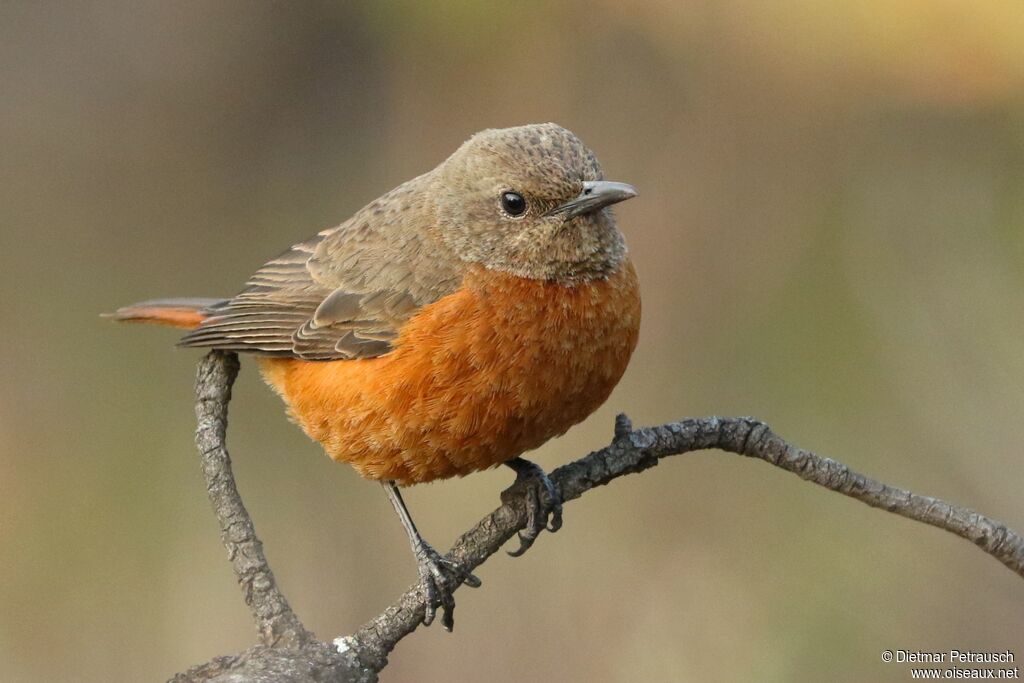 Cape Rock Thrush female adult