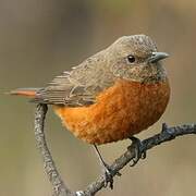 Cape Rock Thrush