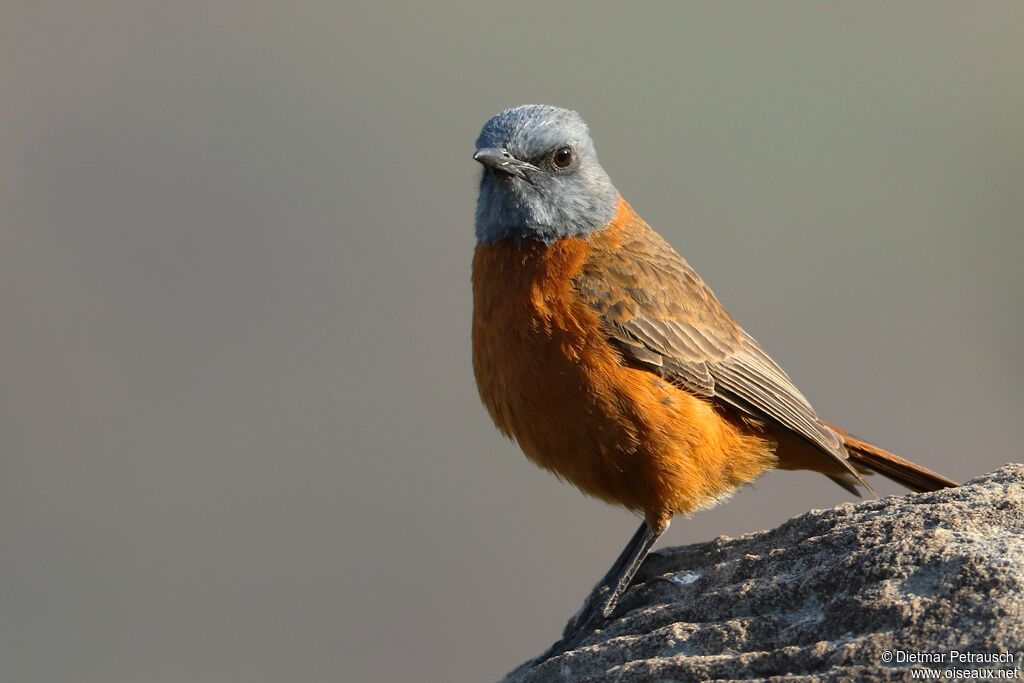 Cape Rock Thrush male adult