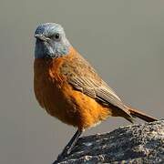 Cape Rock Thrush