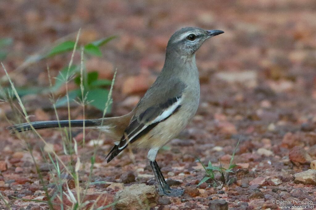 Moqueur à ailes blanchesadulte