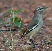 White-banded Mockingbird