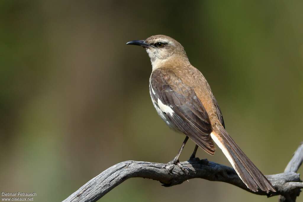 Brown-backed Mockingbirdadult, pigmentation