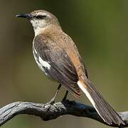 Brown-backed Mockingbird