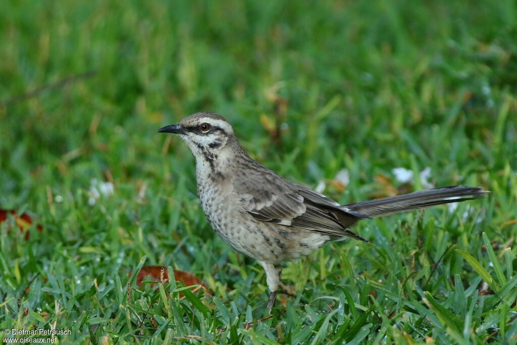 Long-tailed Mockingbirdadult