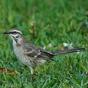 Long-tailed Mockingbird