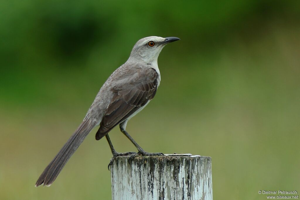 Tropical Mockingbirdadult