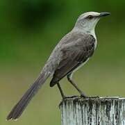 Tropical Mockingbird