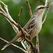 Chalk-browed Mockingbird