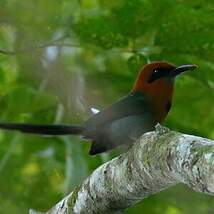 Motmot à bec large