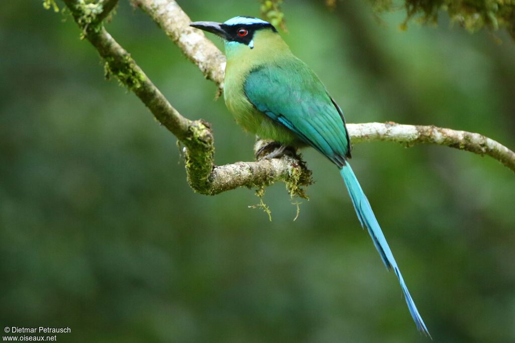 Motmot d'Équateuradulte