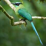 Motmot d'Équateur