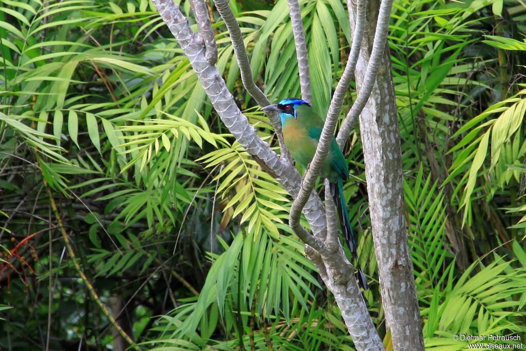 Motmot de Lessonadulte