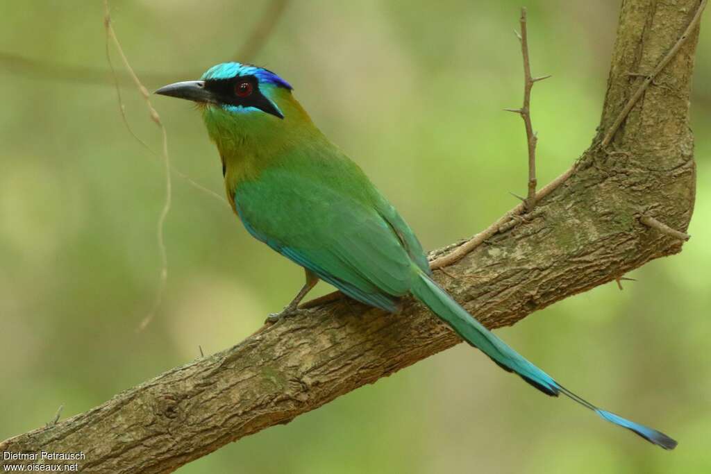 Motmot houtoucadulte, identification