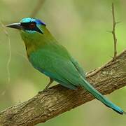 Motmot houtouc