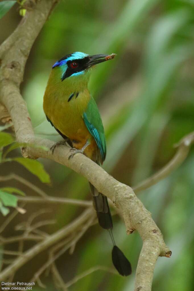 Amazonian Motmotadult, fishing/hunting