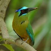 Amazonian Motmot