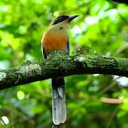 Rufous-capped Motmot