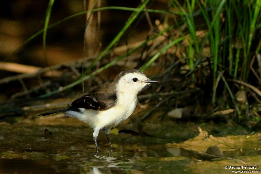 Black-backed Water Tyrantadult