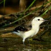 Black-backed Water Tyrant