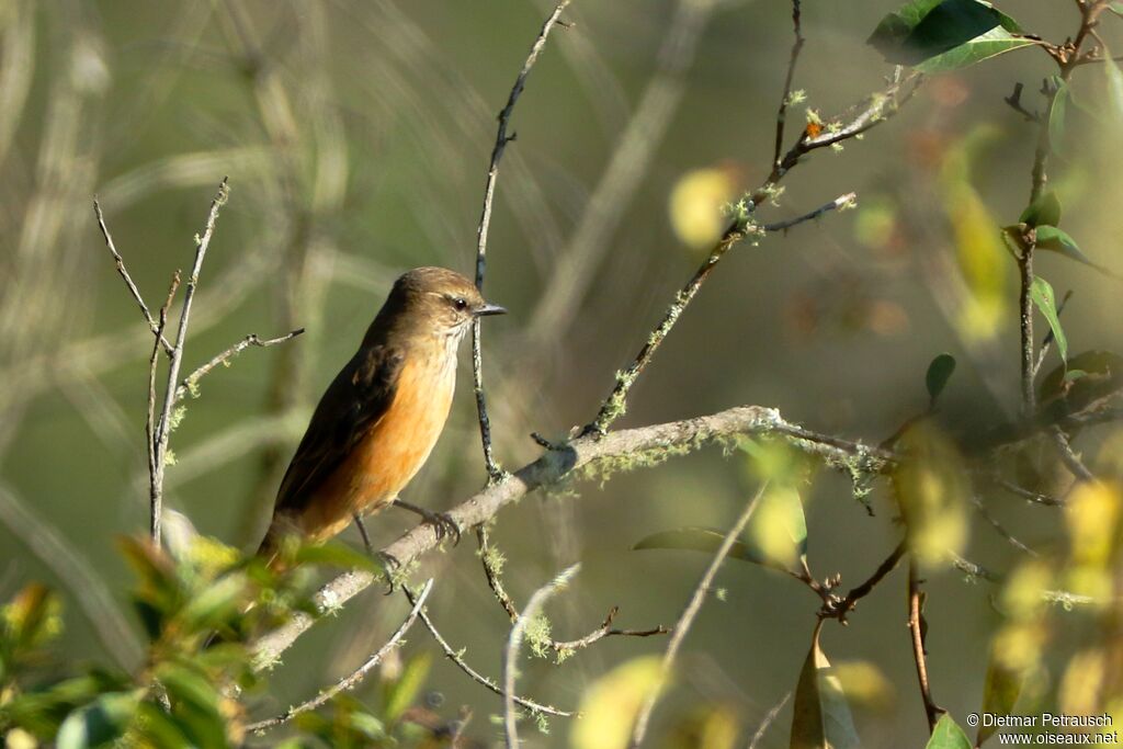 Streak-throated Bush Tyrantadult