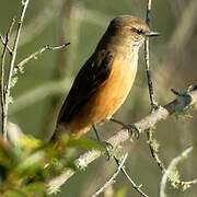 Streak-throated Bush Tyrant