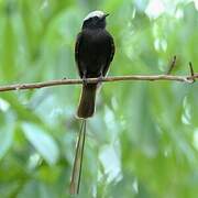 Long-tailed Tyrant