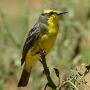 Yellow-browed Tyrant