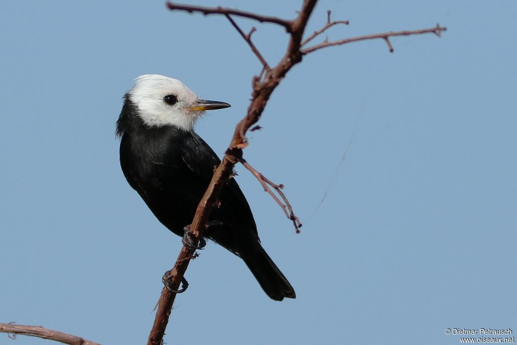 White-headed Marsh Tyrantadult