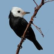 White-headed Marsh Tyrant