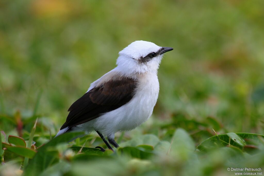 Masked Water Tyrantsubadult