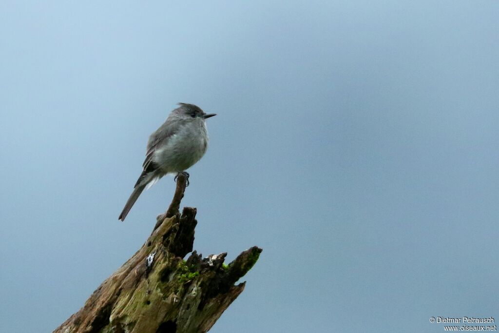 Smoke-colored Peweeadult