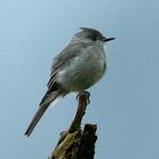 Smoke-colored Pewee