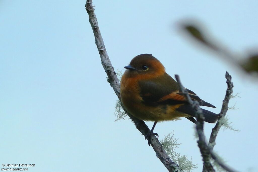 Cinnamon Flycatcheradult