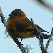 Cinnamon Flycatcher