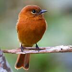 Moucherolle cannelle