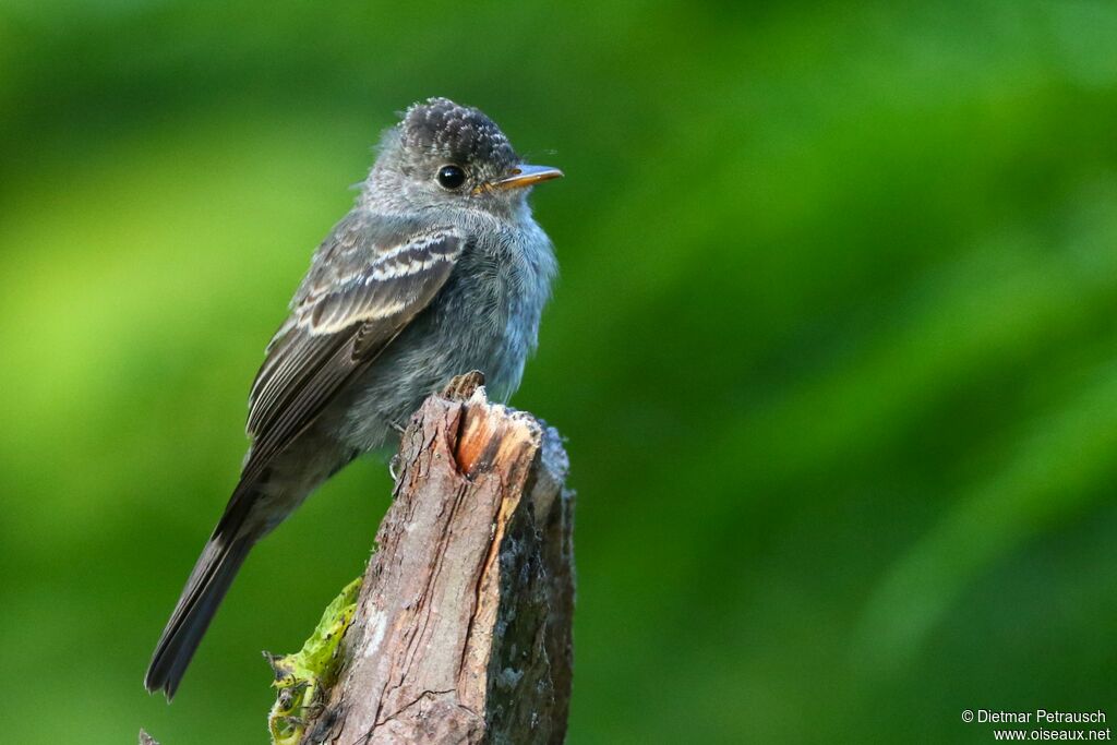 Southern Tropical Peweeadult