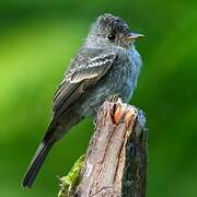 Southern Tropical Pewee