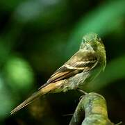 Euler's Flycatcher