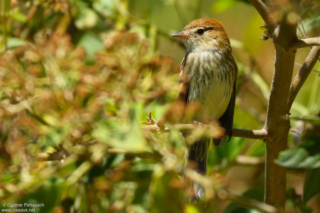 Bran-colored Flycatcheradult