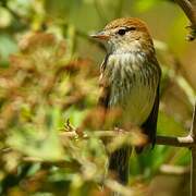 Bran-colored Flycatcher