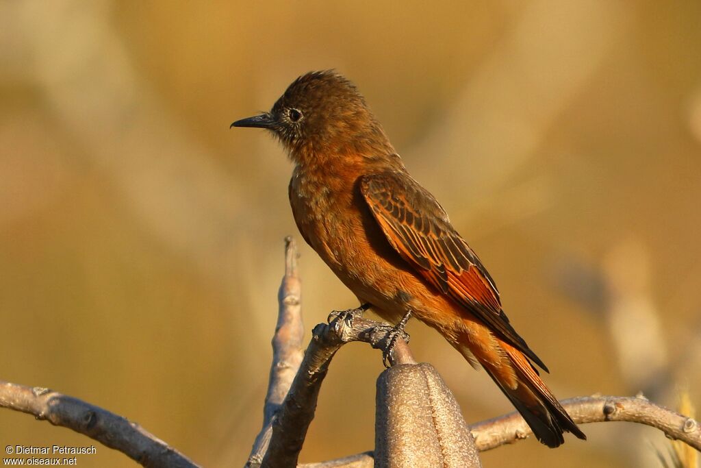 Cliff Flycatcheradult, identification