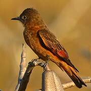 Cliff Flycatcher